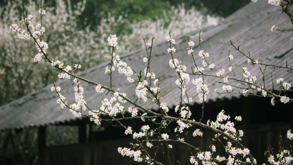 when-to-visit-bac-ha-from-ha-giang